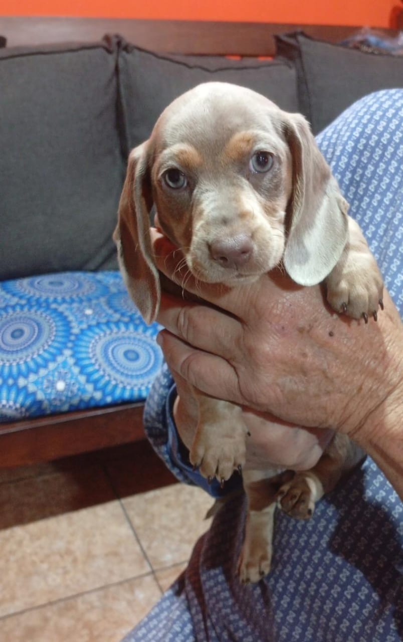 Clarita · Dachshund · Woods Puppys